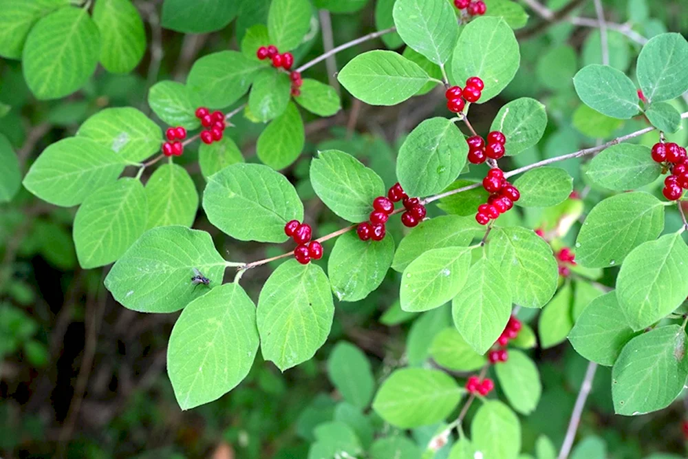 Жимолость Лесная-Lonicera xylosteum