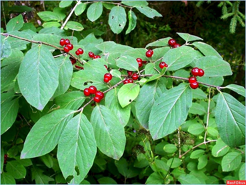 Жимолость Лесная-Lonicera xylosteum