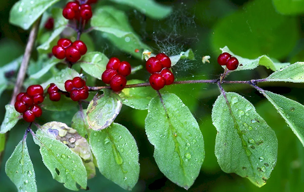 Жимолость обыкновенная Lonicera xylosteum