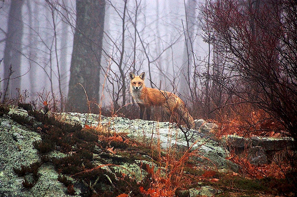 Животные в осеннем лесу