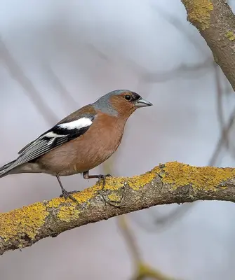 Зяблик fringilla COELEBS