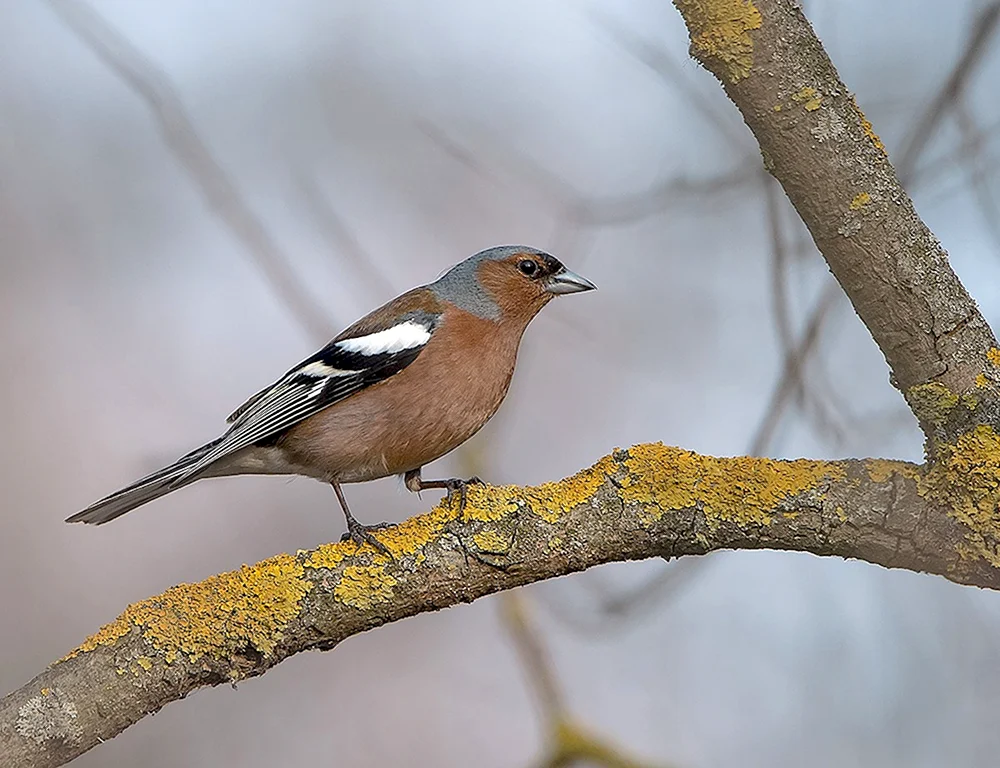 Зяблик fringilla COELEBS