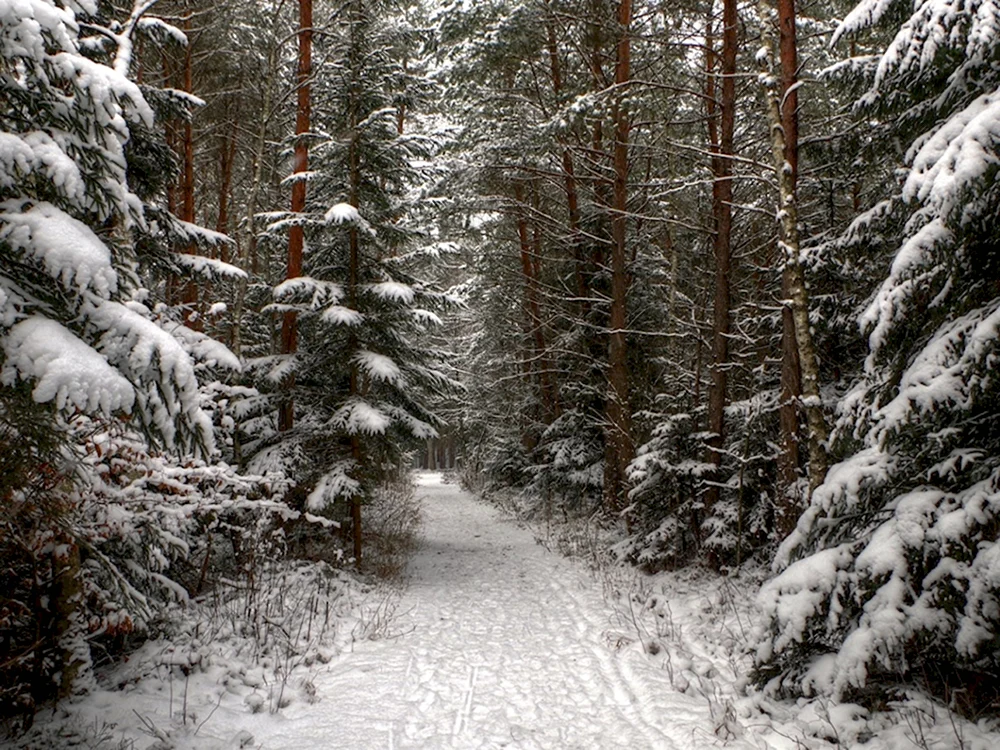 Зима в лесу
