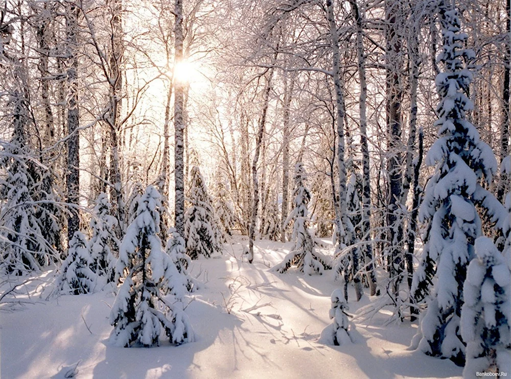 Зимний лес