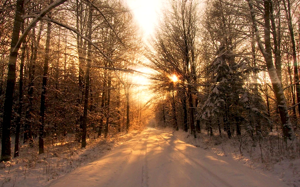 Зимний лес