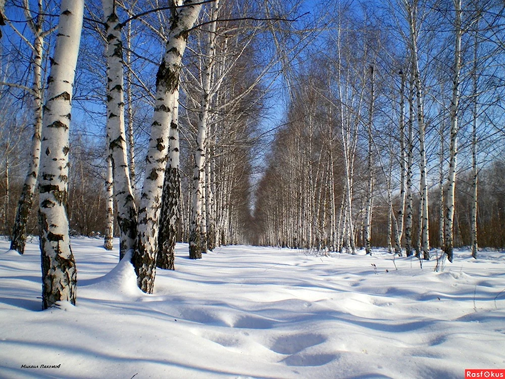 Зимний лес березы