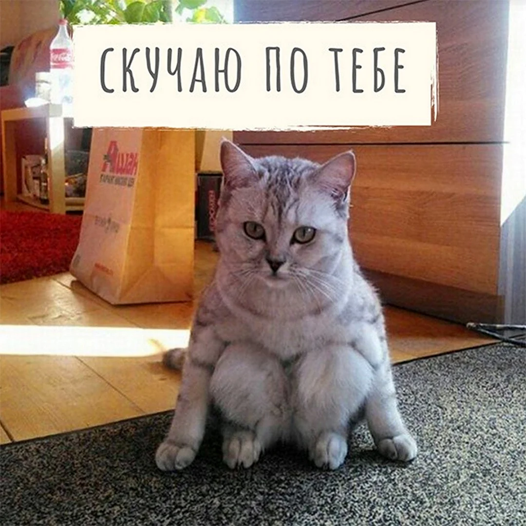 Что соскучился картинка коллегам