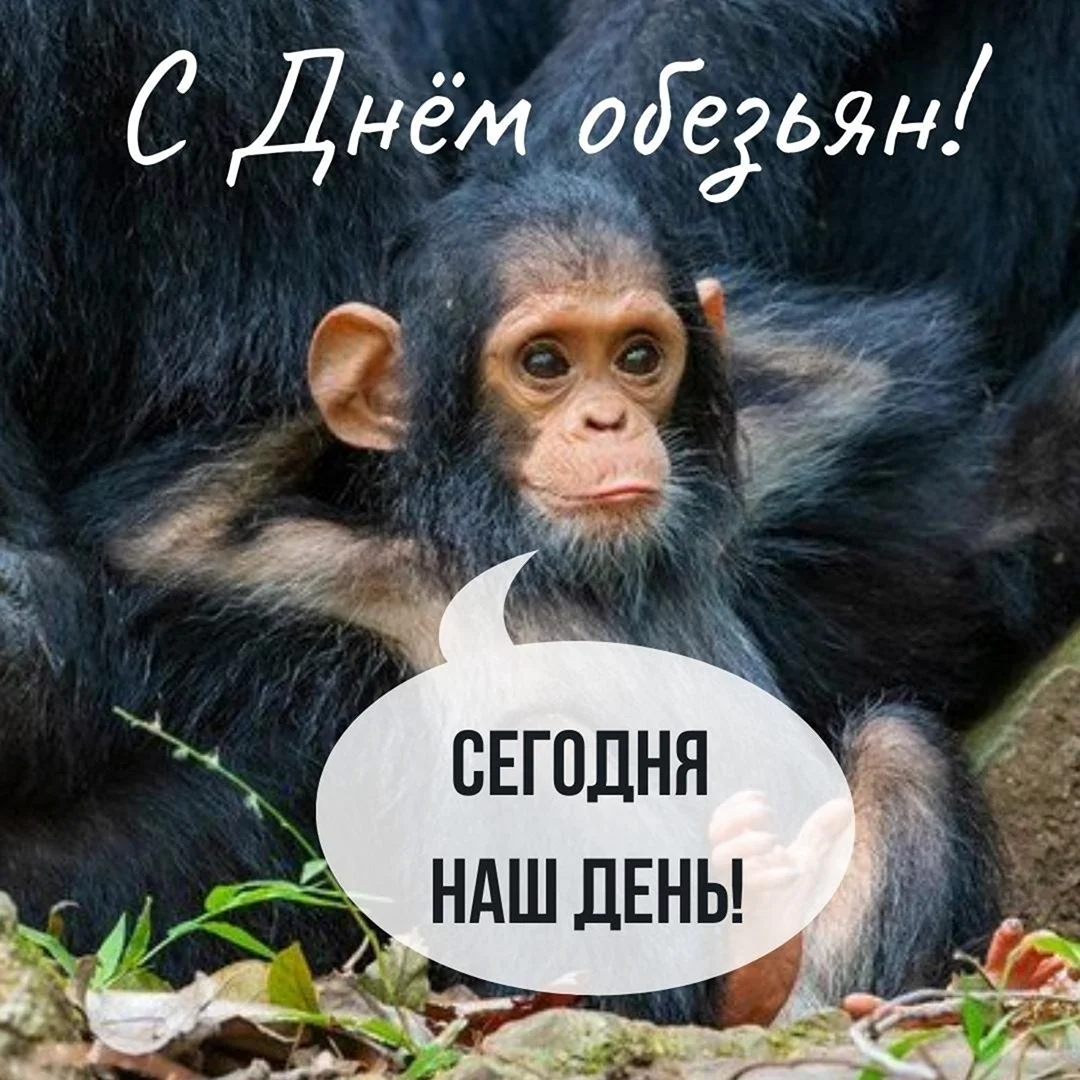 День обезьян