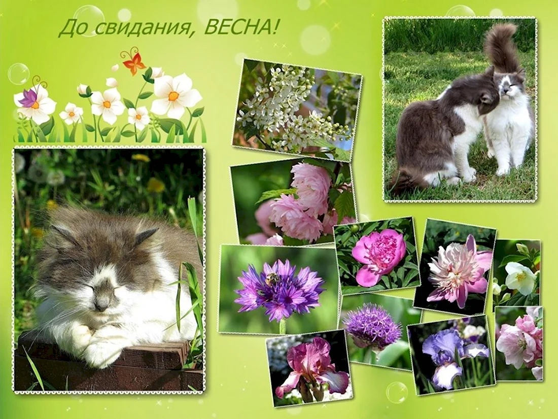 До свидания Весна