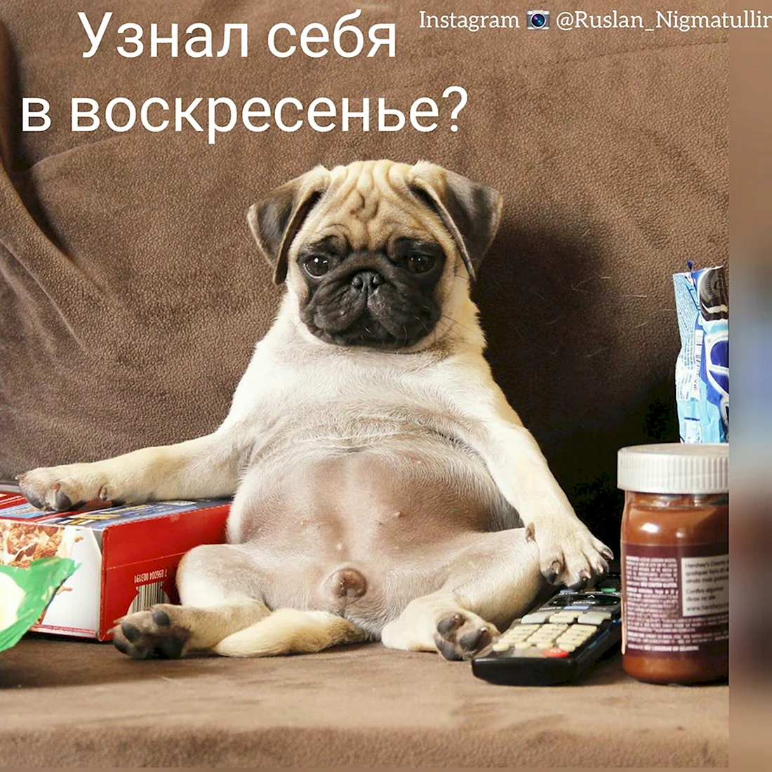 Доброе утро Мопс