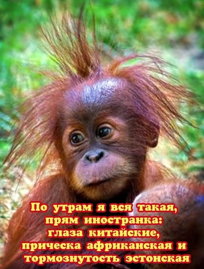 Доброе утро прикол