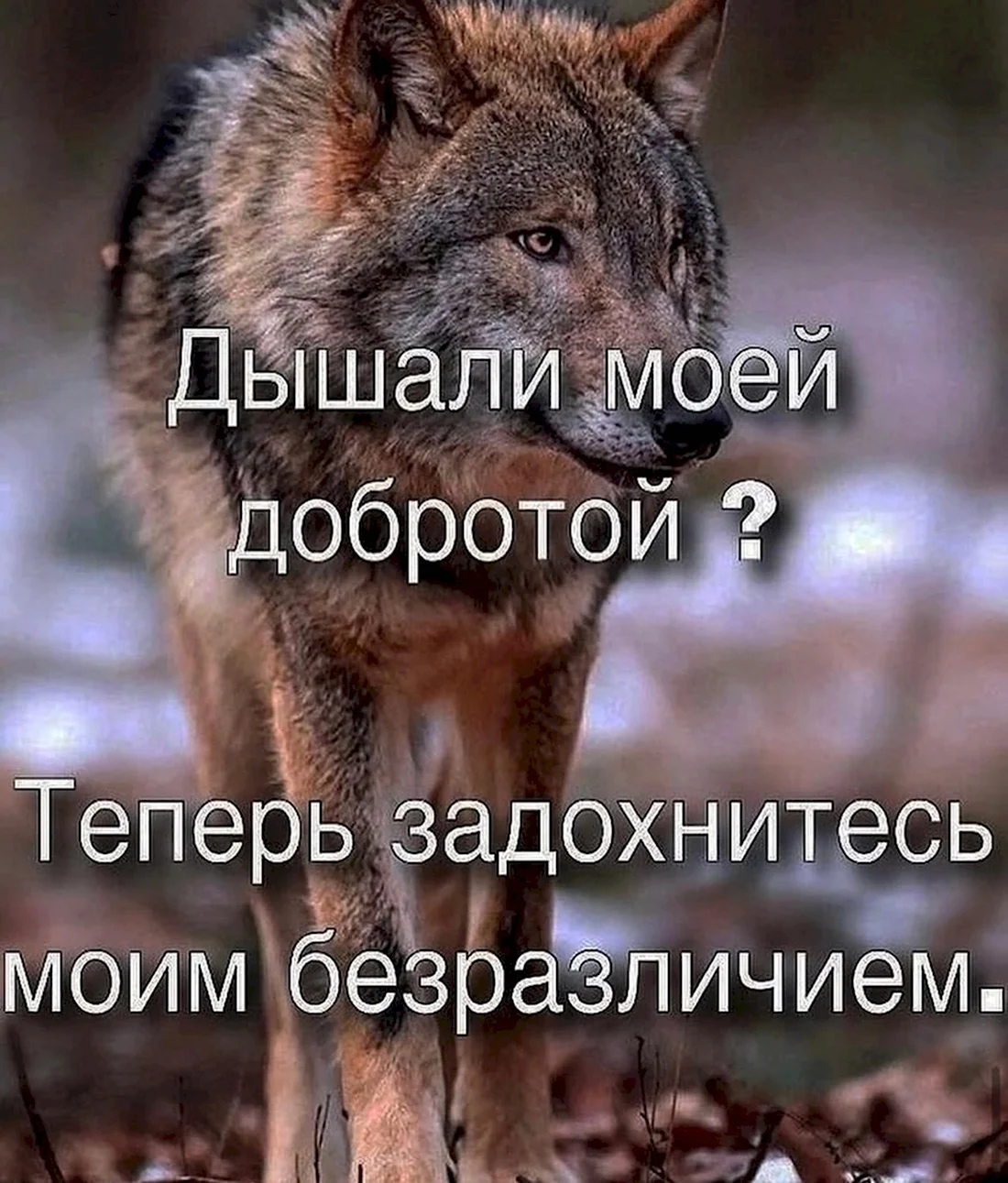 Гордый волк