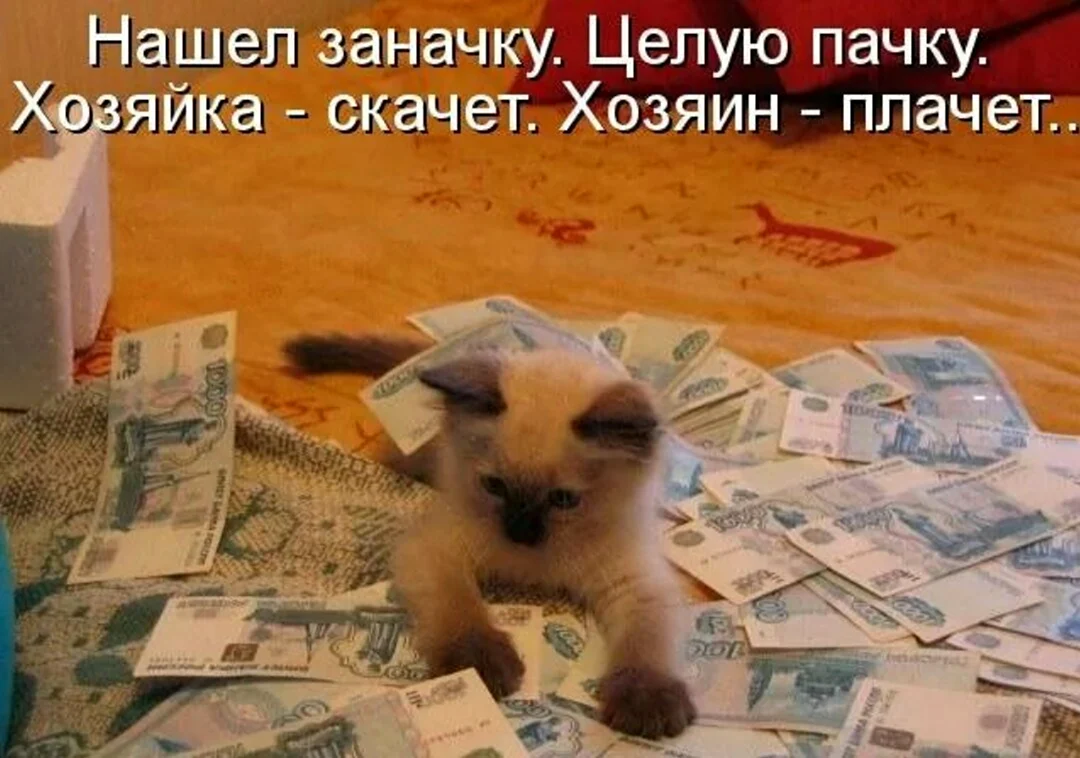 Юмор кот деньги