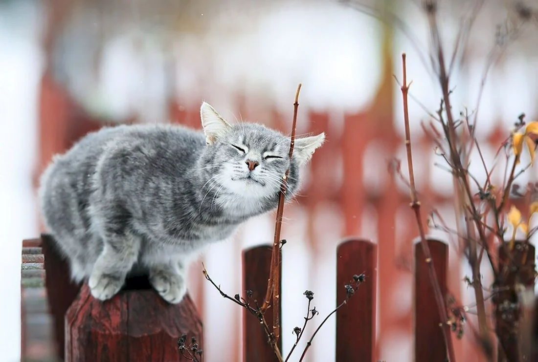 Кошка Весна