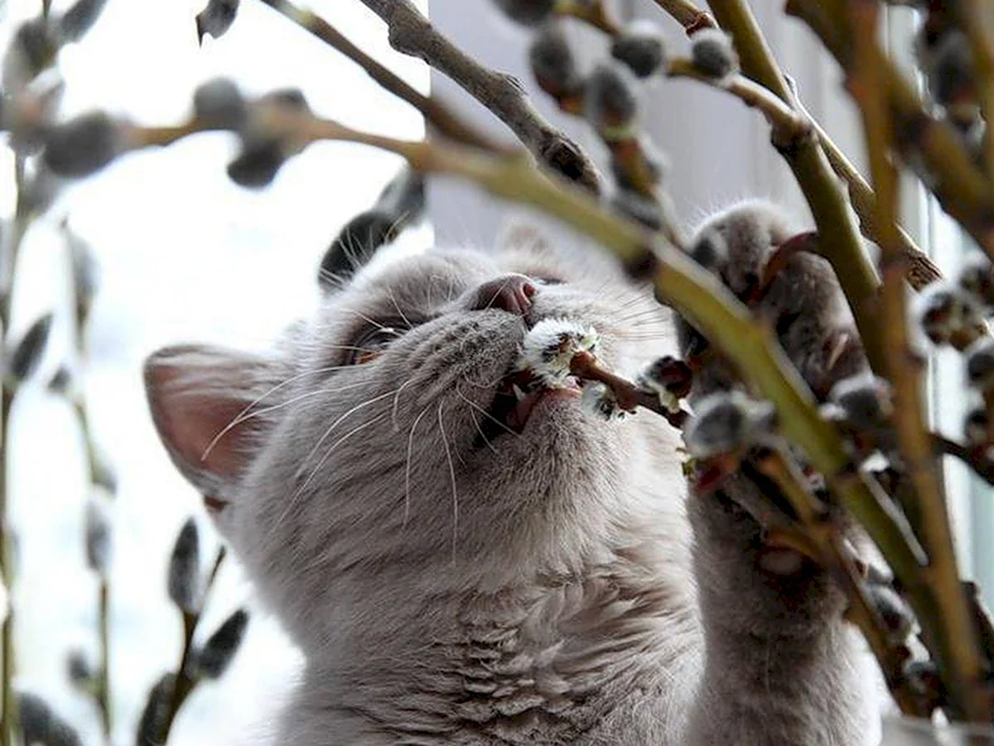 Кот и Верба