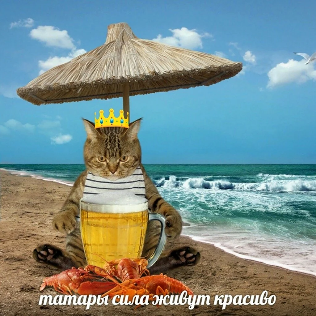 Кот на море