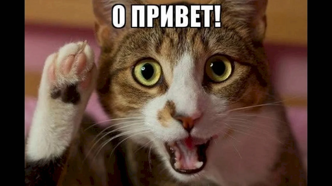 Кот приветствует