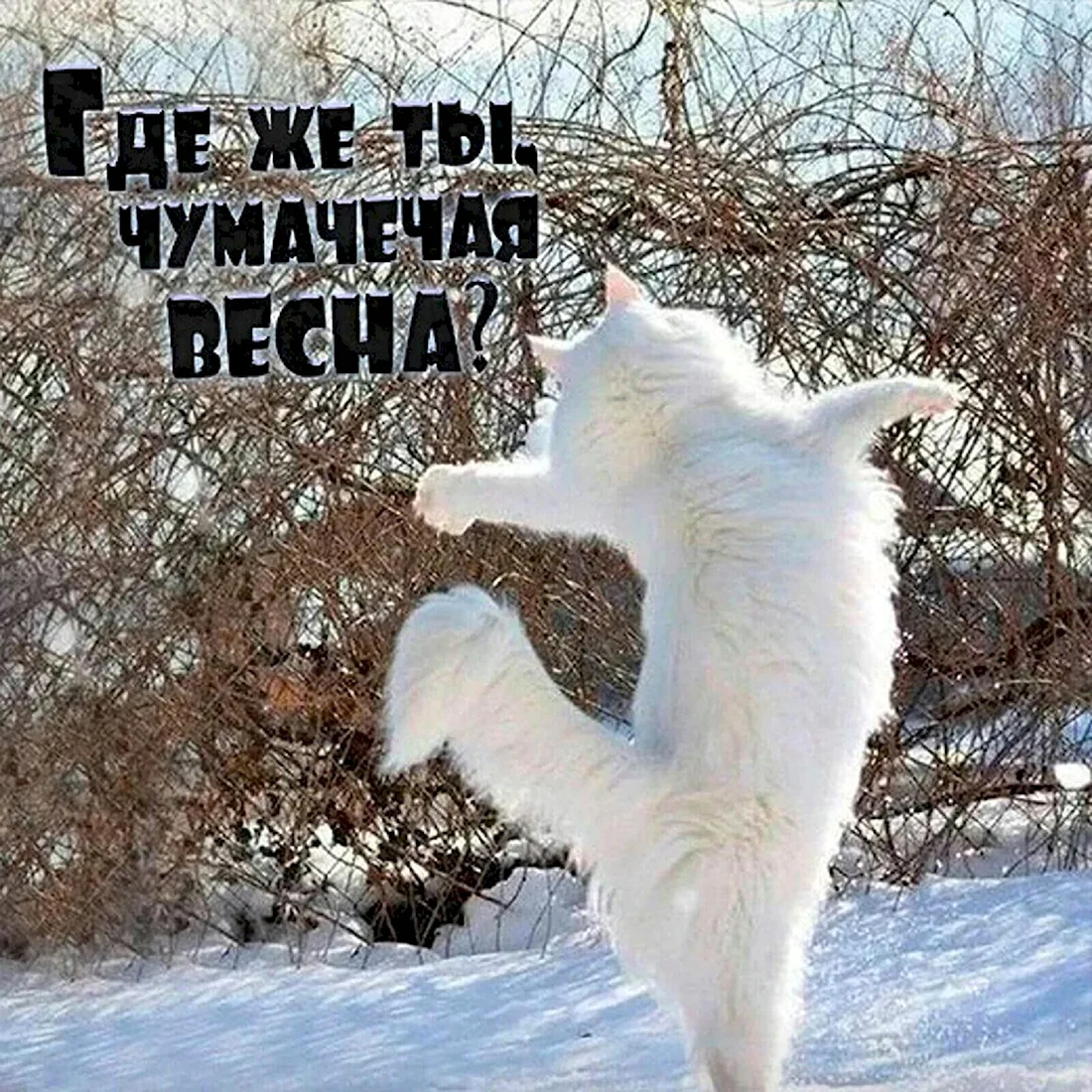 Кот радуется снегу