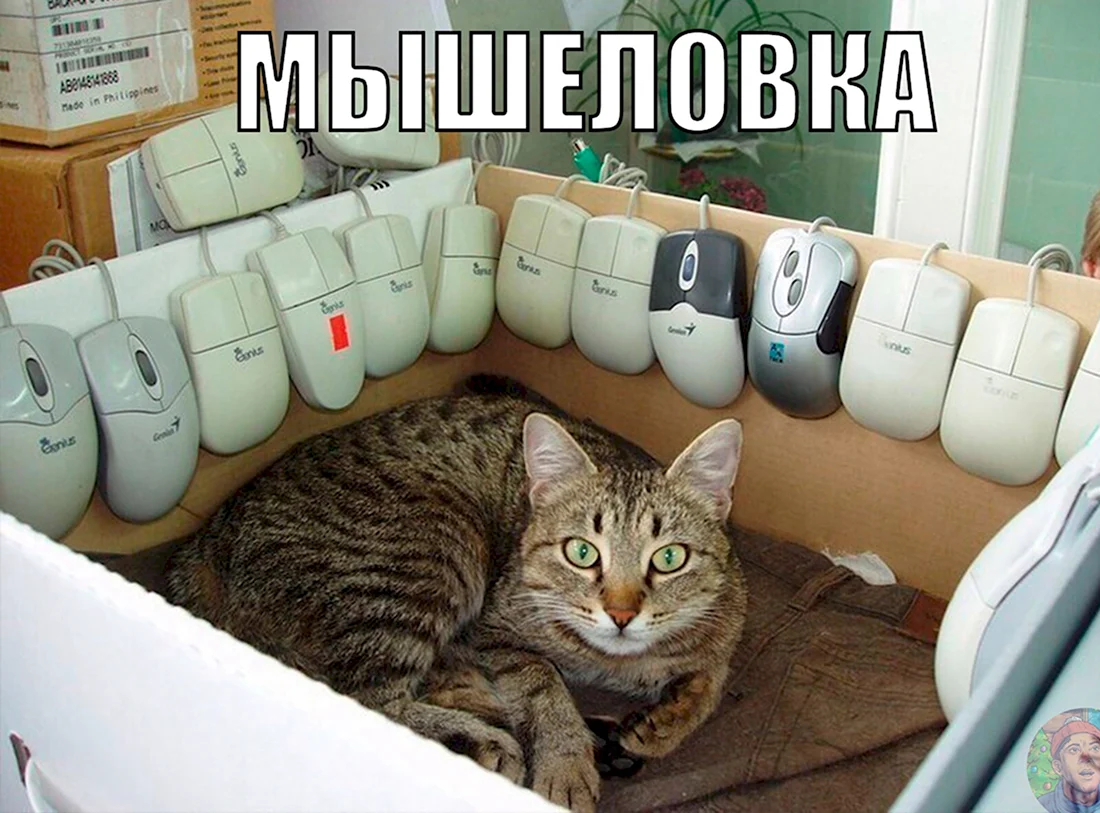 Кот с компьютерной мышкой