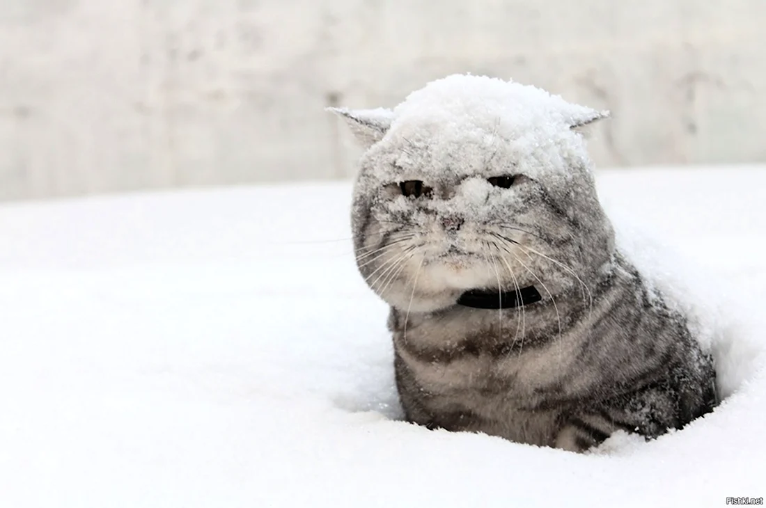 Кот в сугробе