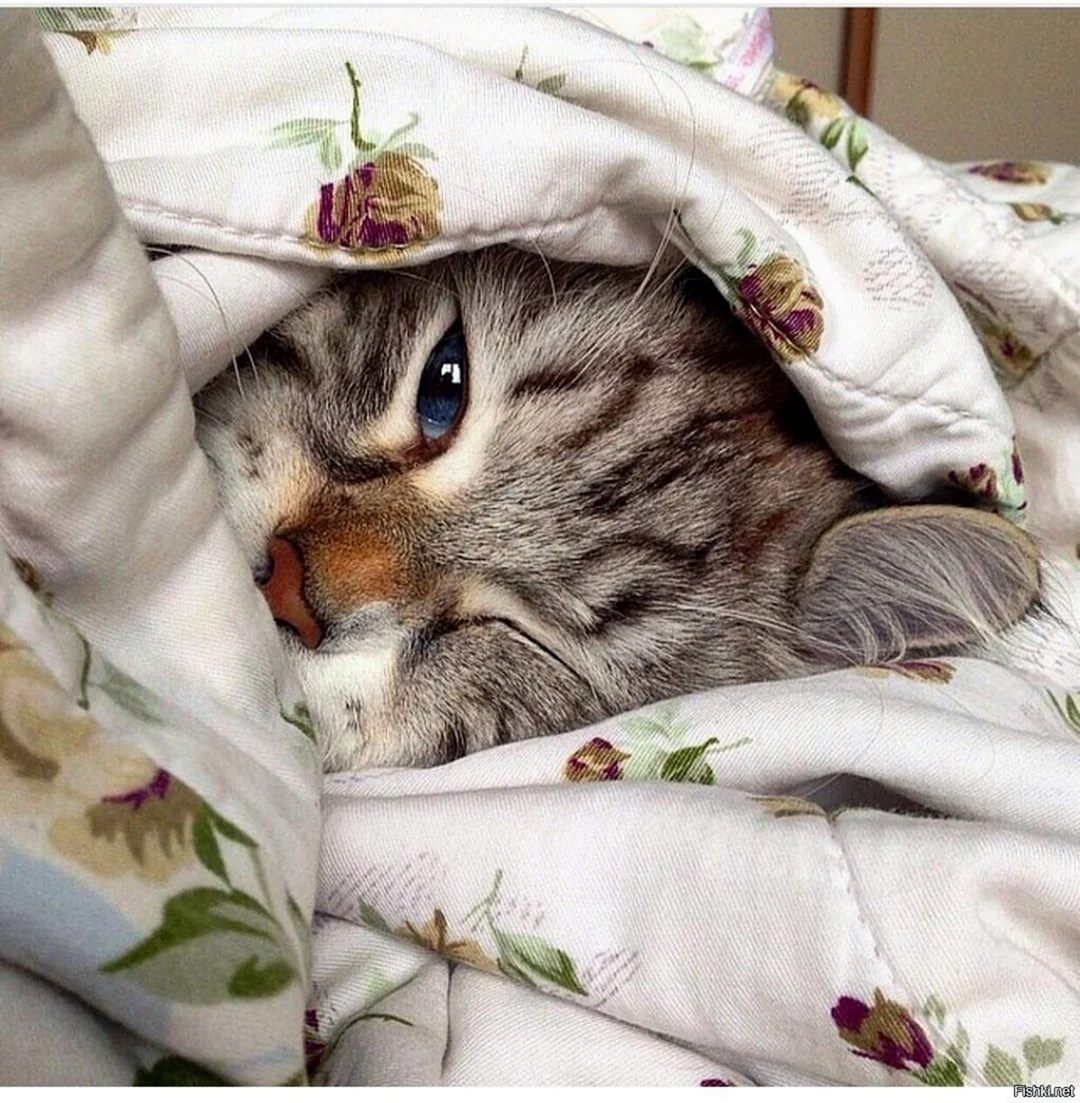 Котенок проснулся