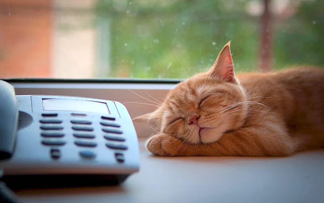 Котенок ждет