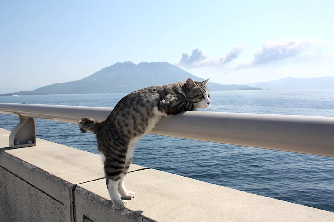 Котик на море
