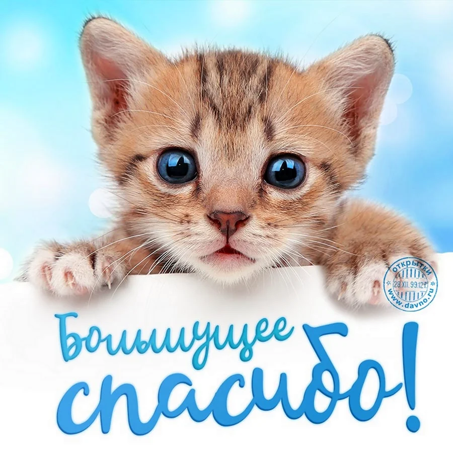 Котик спасибо