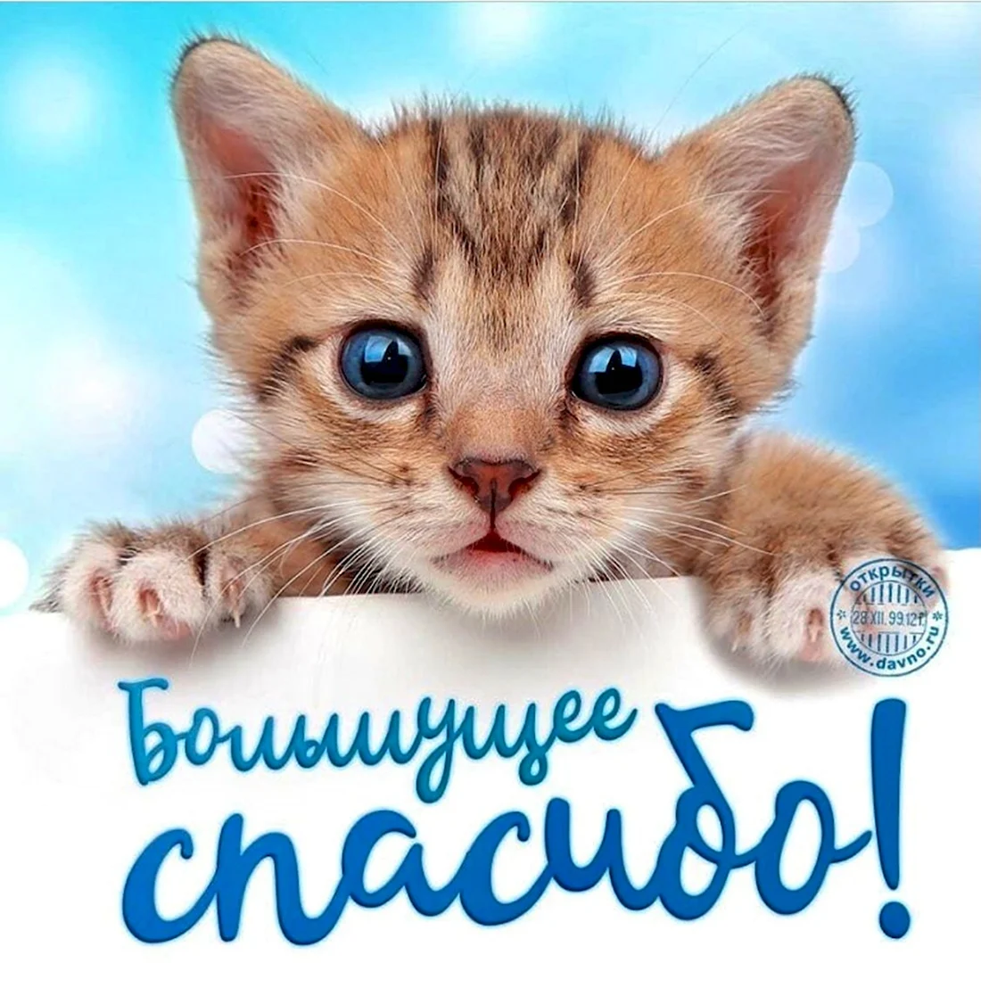 Котик спасибо