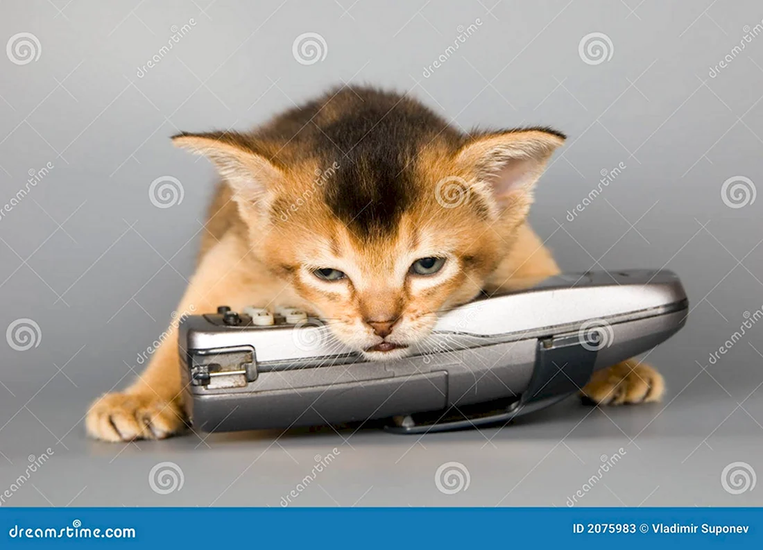 Котик ждет звонка