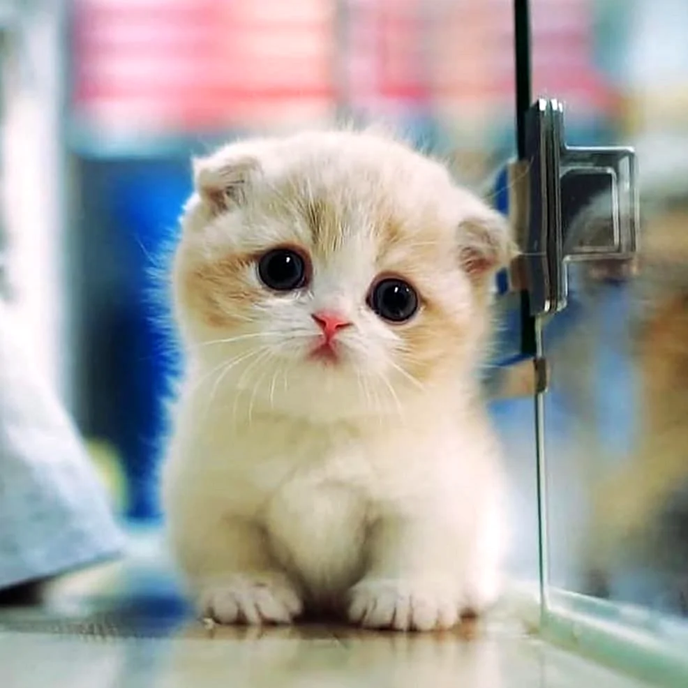 Котики