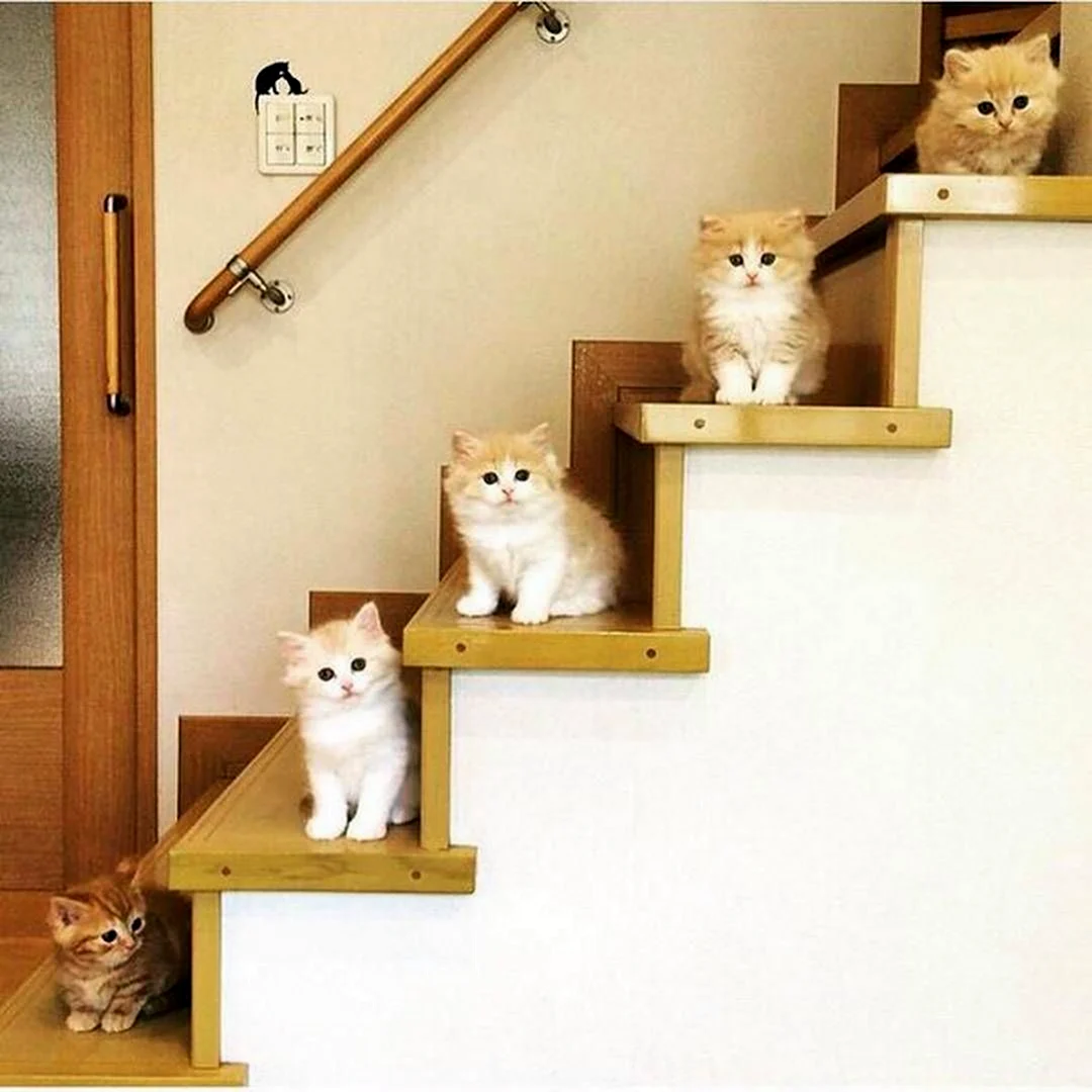 Котики на лестнице