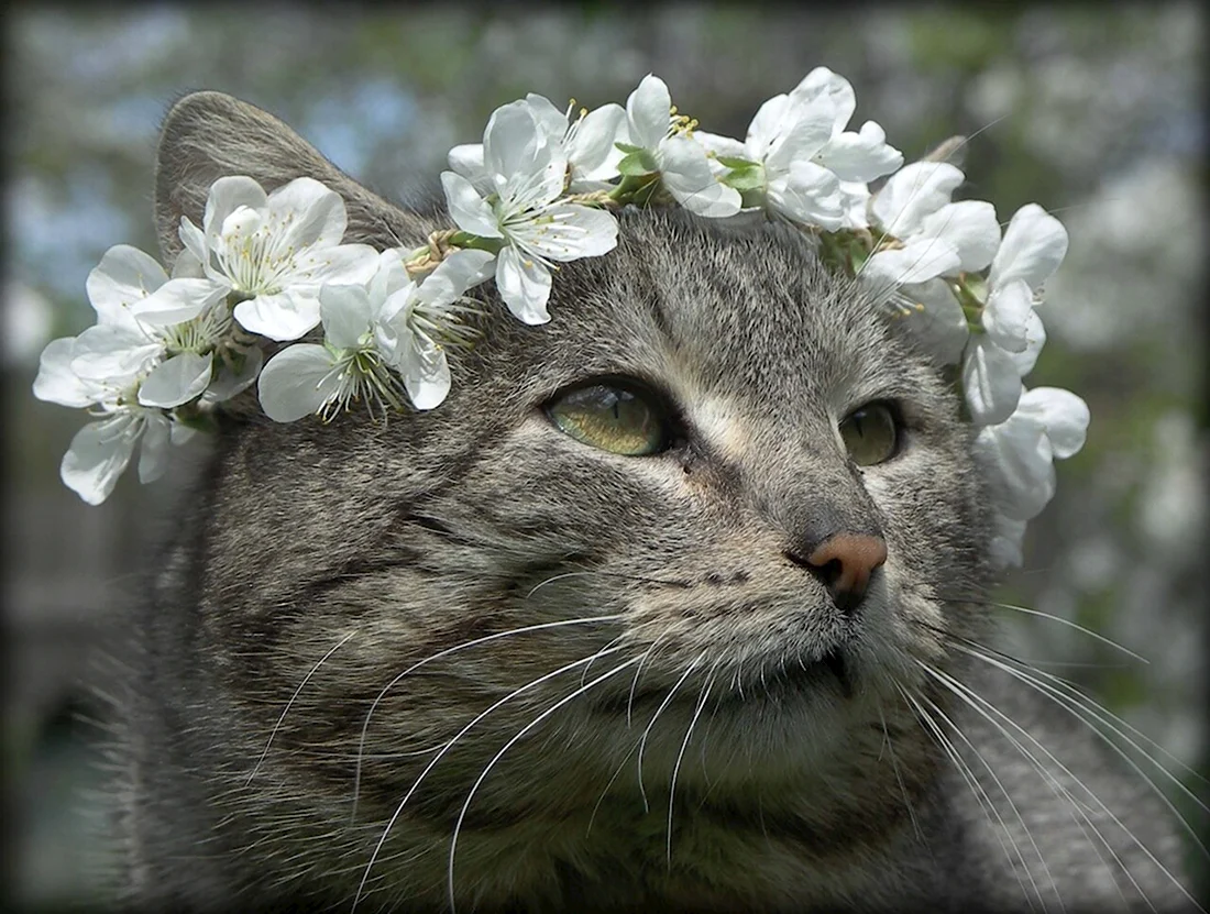 Мартовская кошка