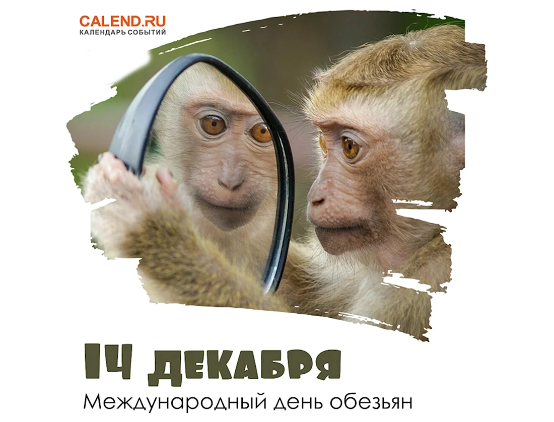 Международный день обезьян