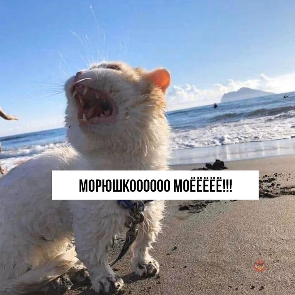 Морюшко кот
