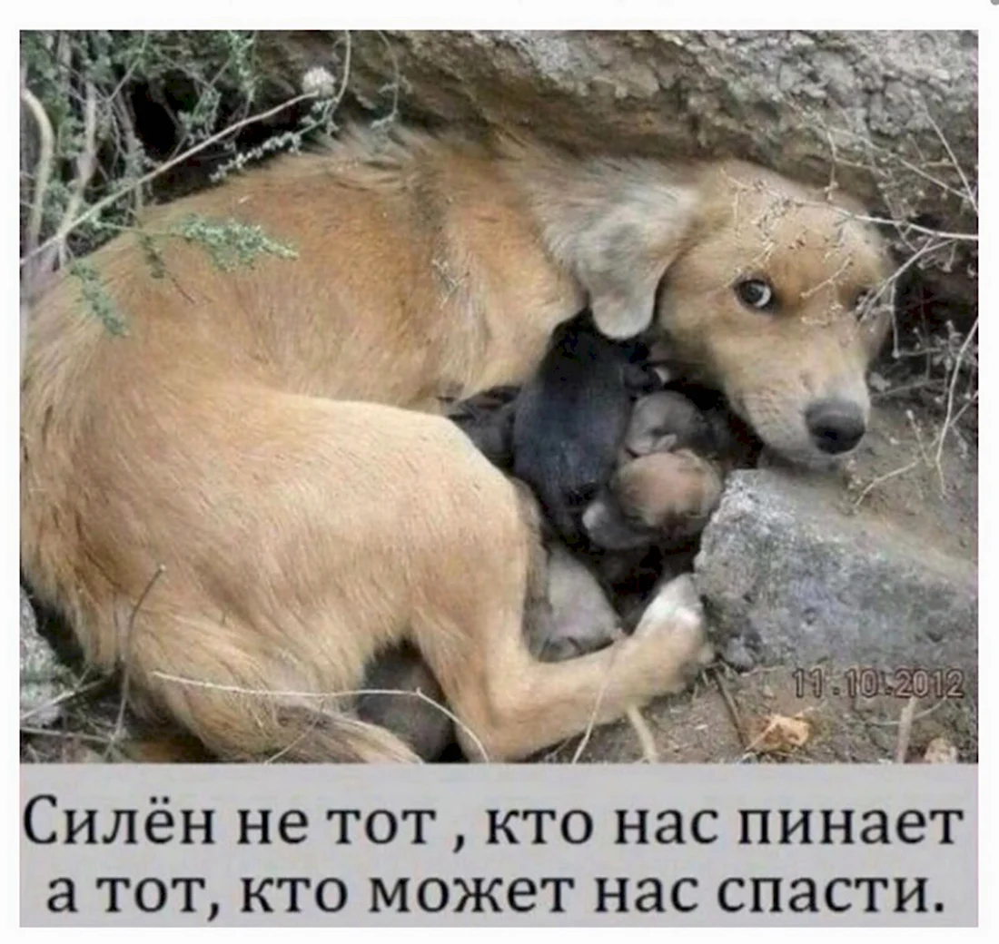 Мотиватор бездомные животные