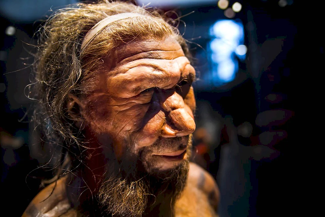 Неандерталец homo Neanderthalensis