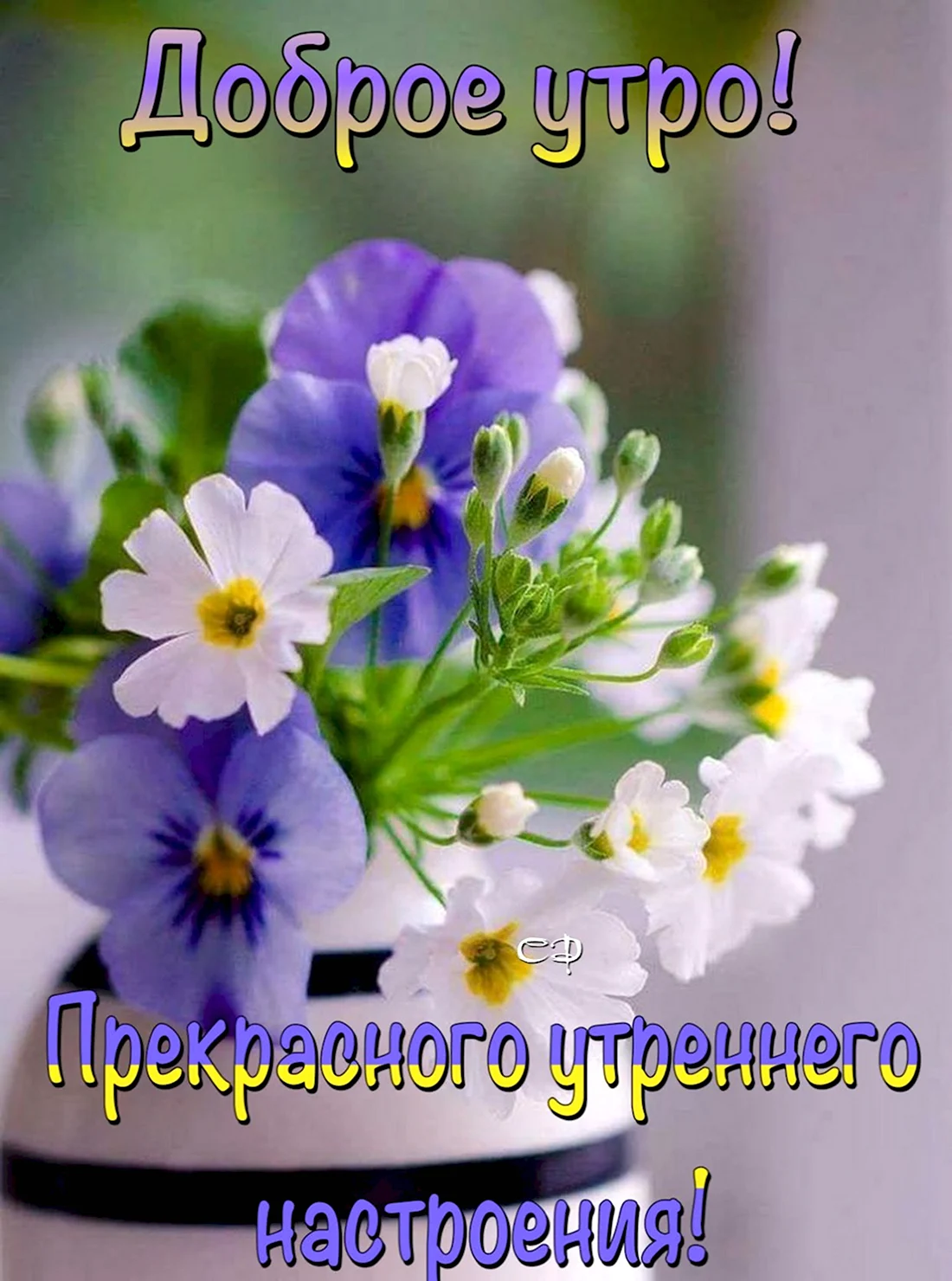 Незабудки и Анютины глазки