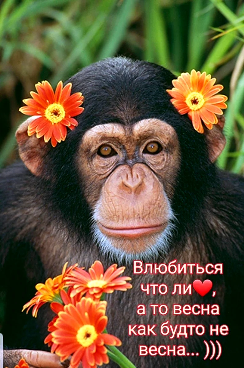 Обезьяна с цветком