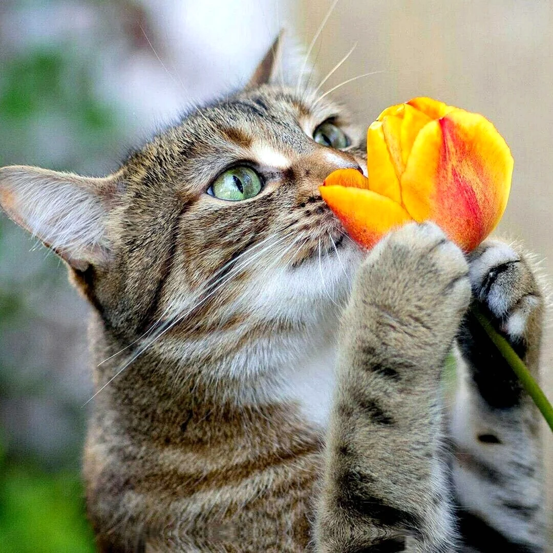 Позитивные коты
