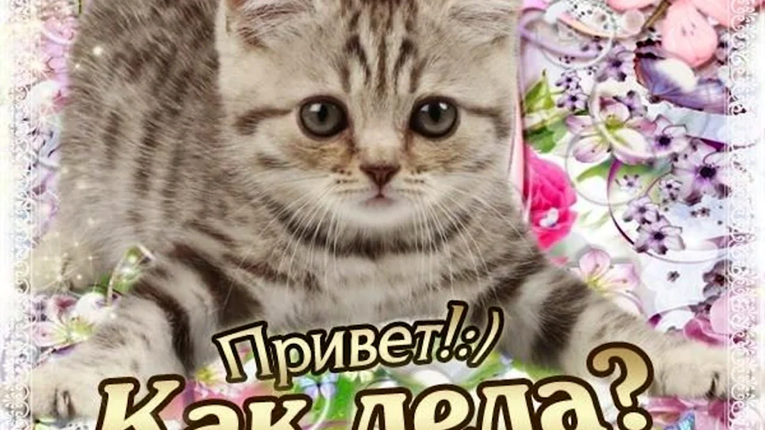 Привет как дела
