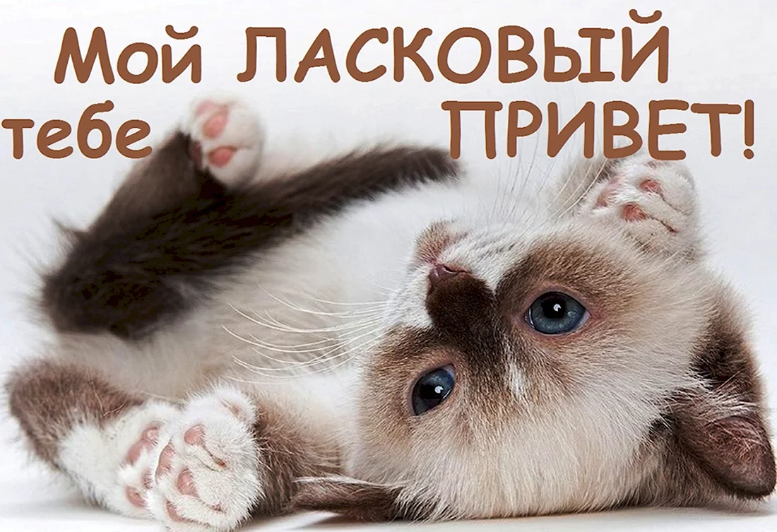 Привет любимый