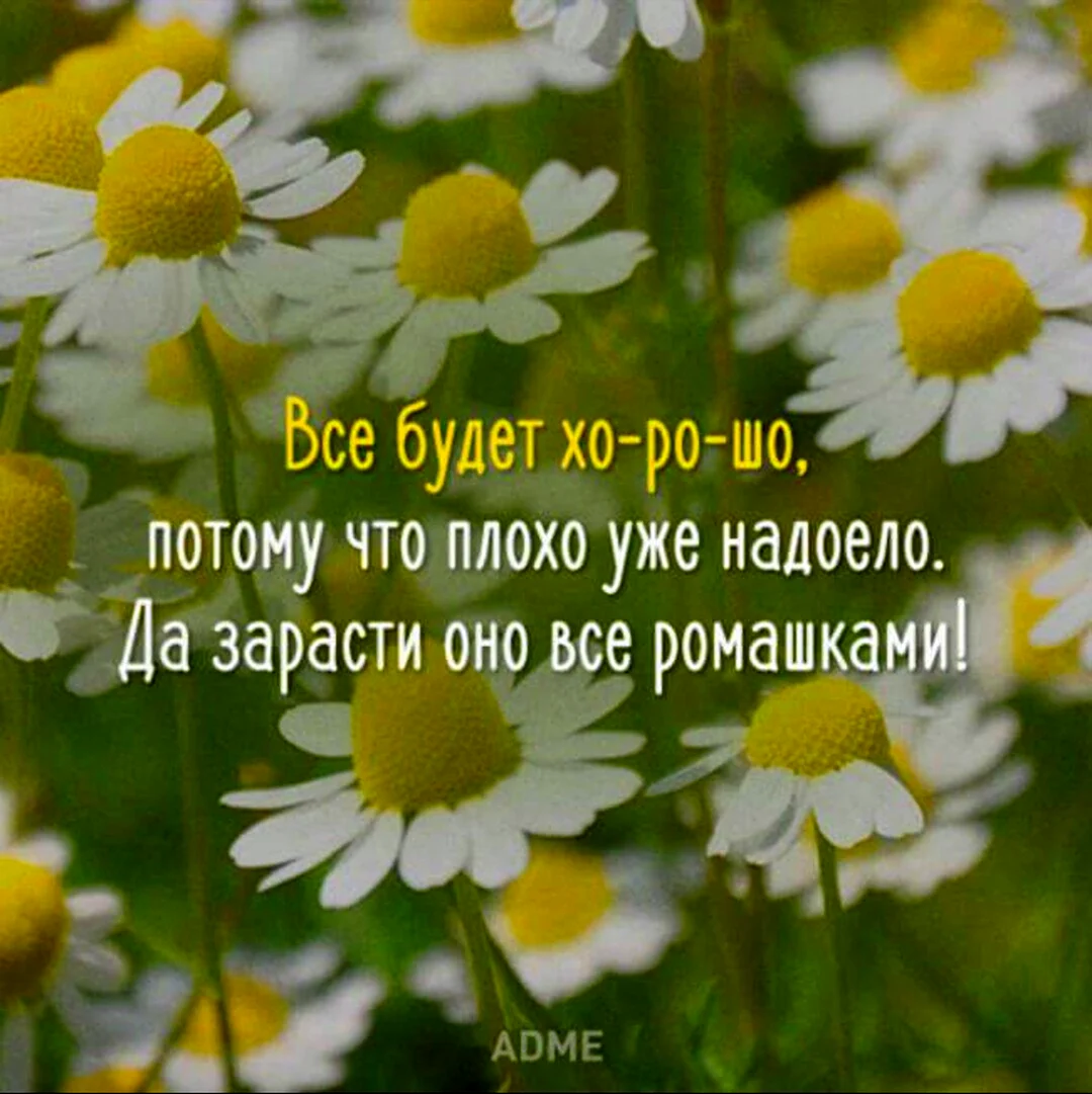 Про ромашки высказывания