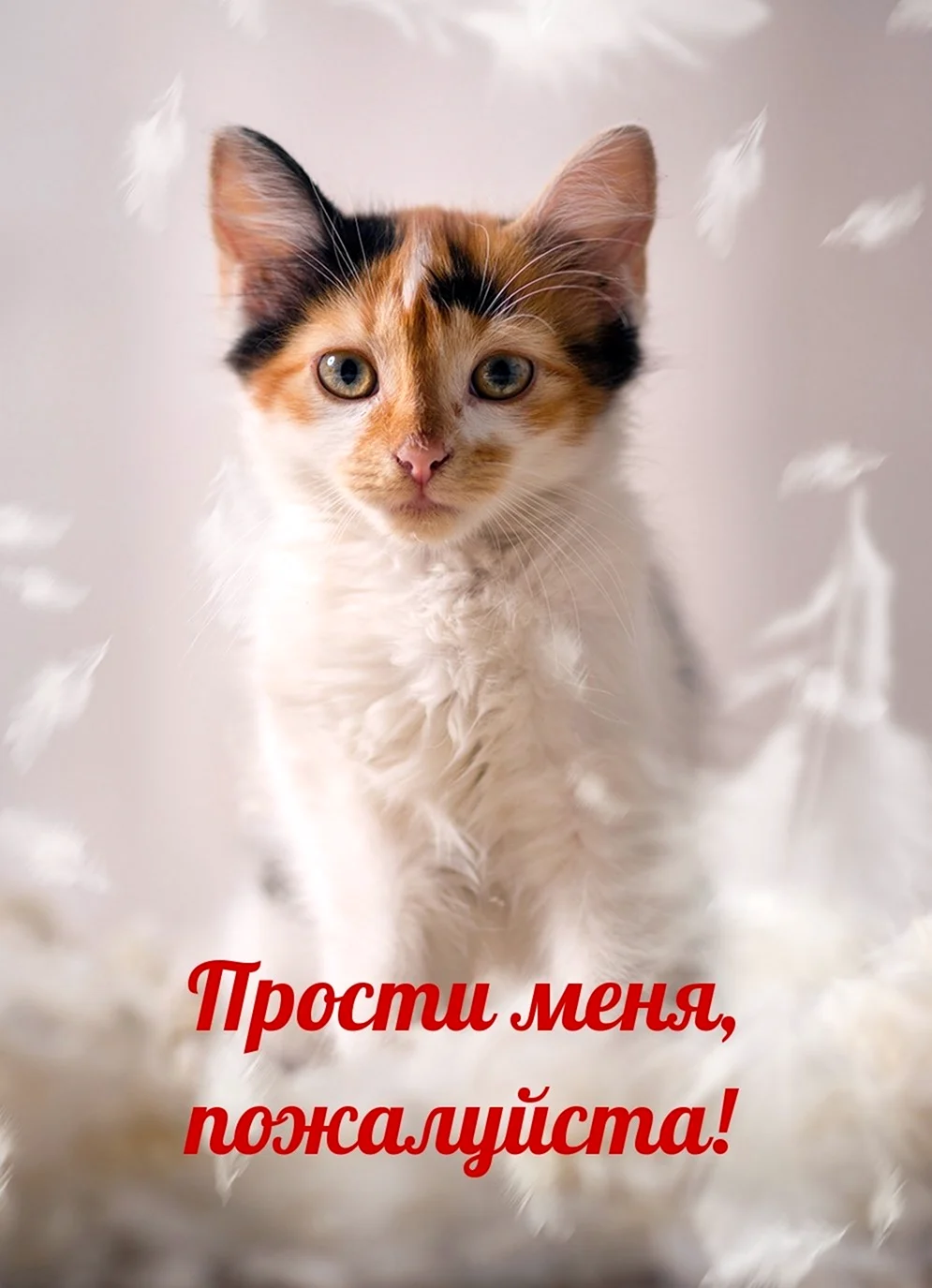 Прости меня пожалуйста