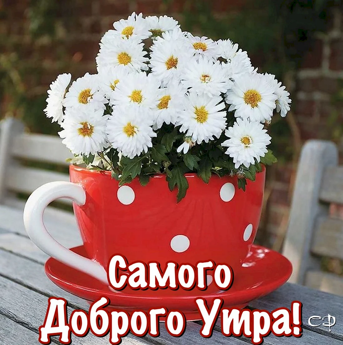 Ромашки в чашке