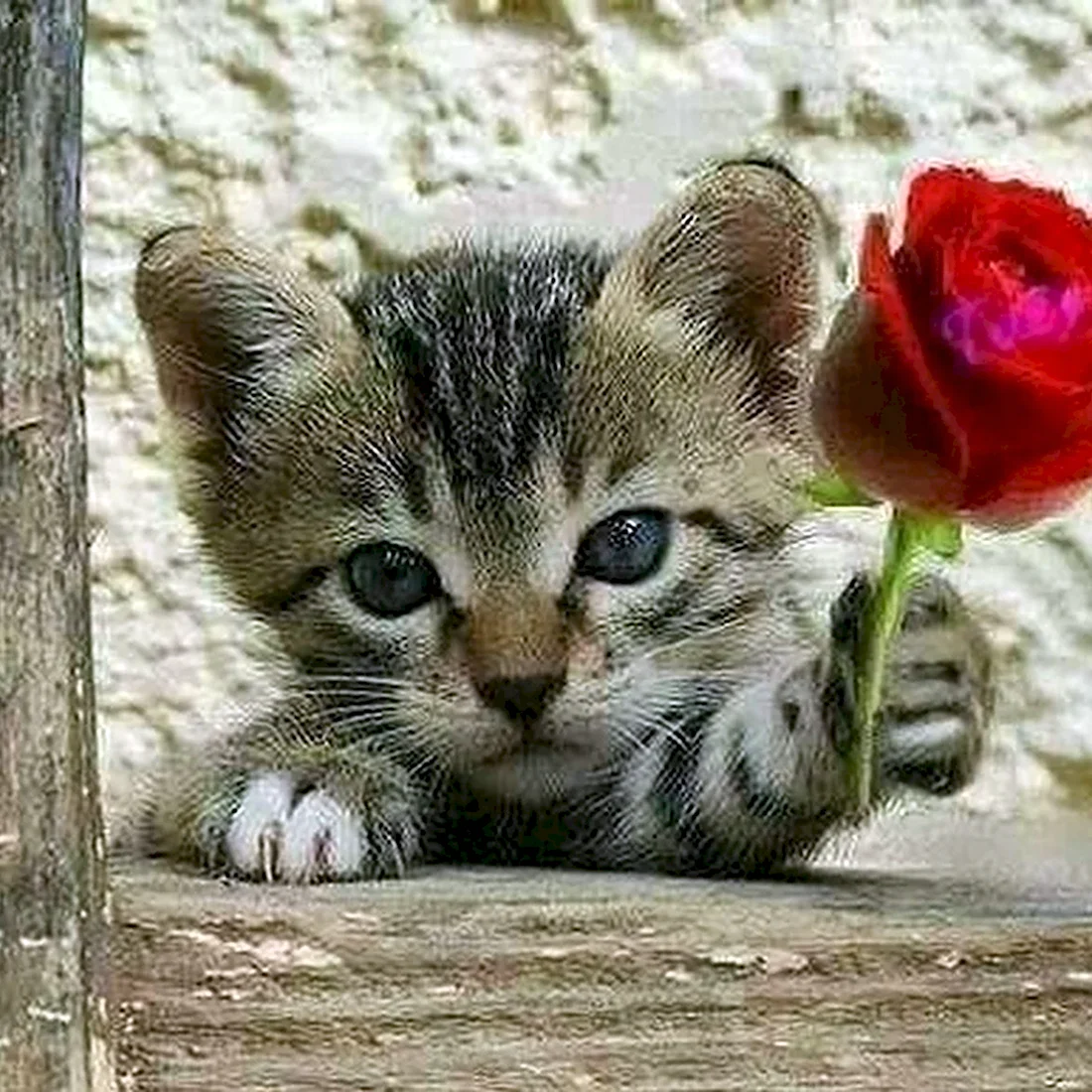 Розы и котенок