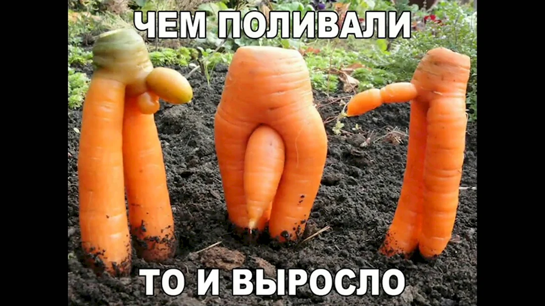 Смешная морковь