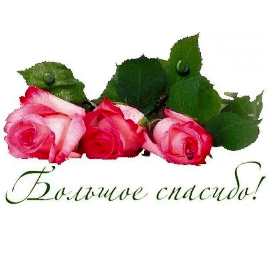 Спасибо розы