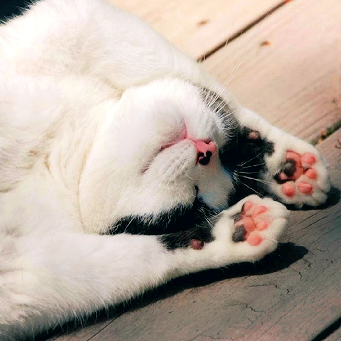 Суббота котики