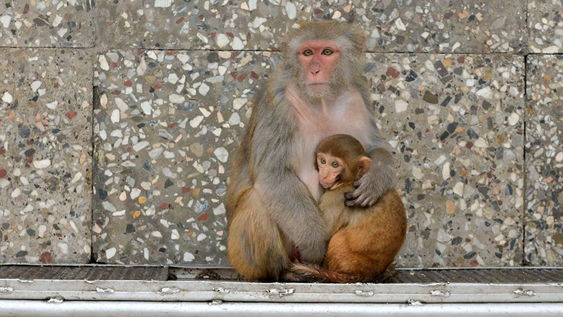 Сухуми парк обезьян